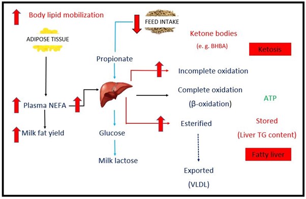Metabolic imbalance during transition period of dairy cow