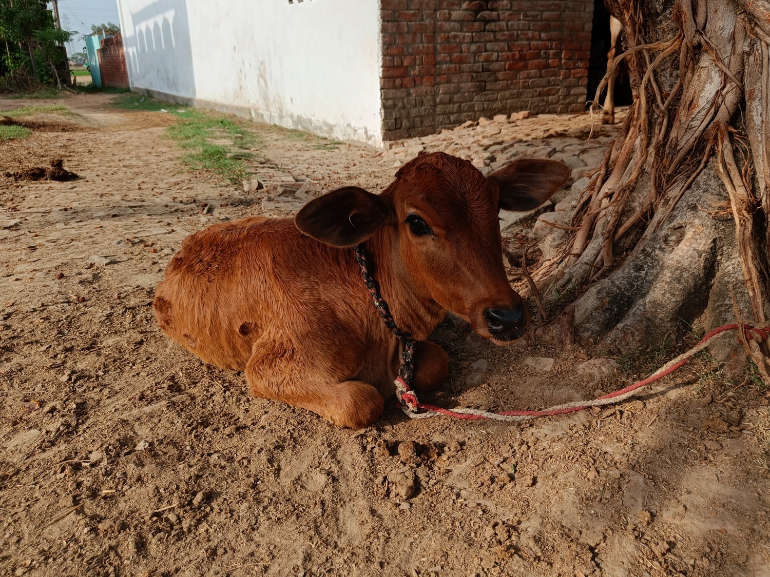 heat stress in calf 