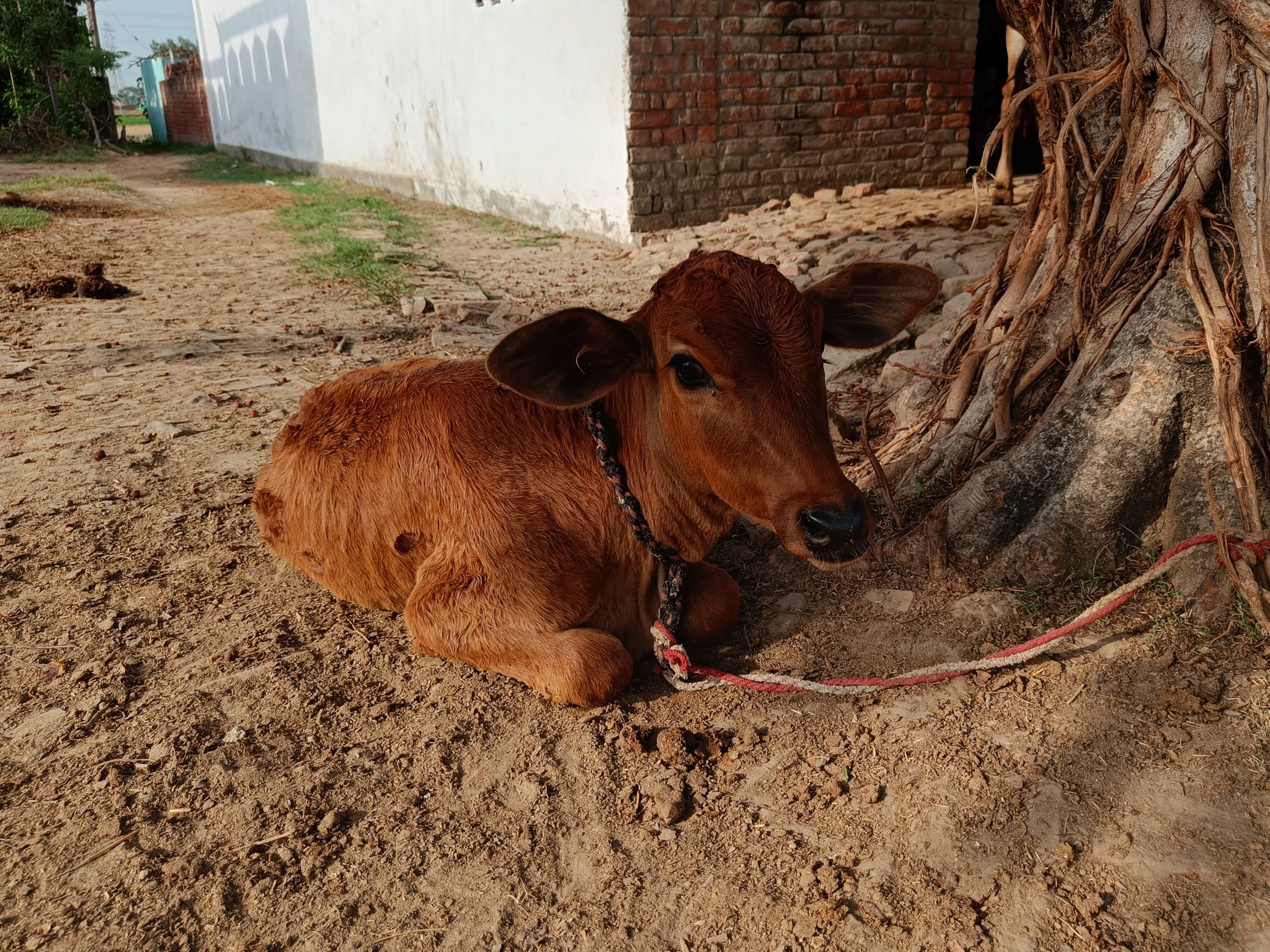 heat stress in calf 