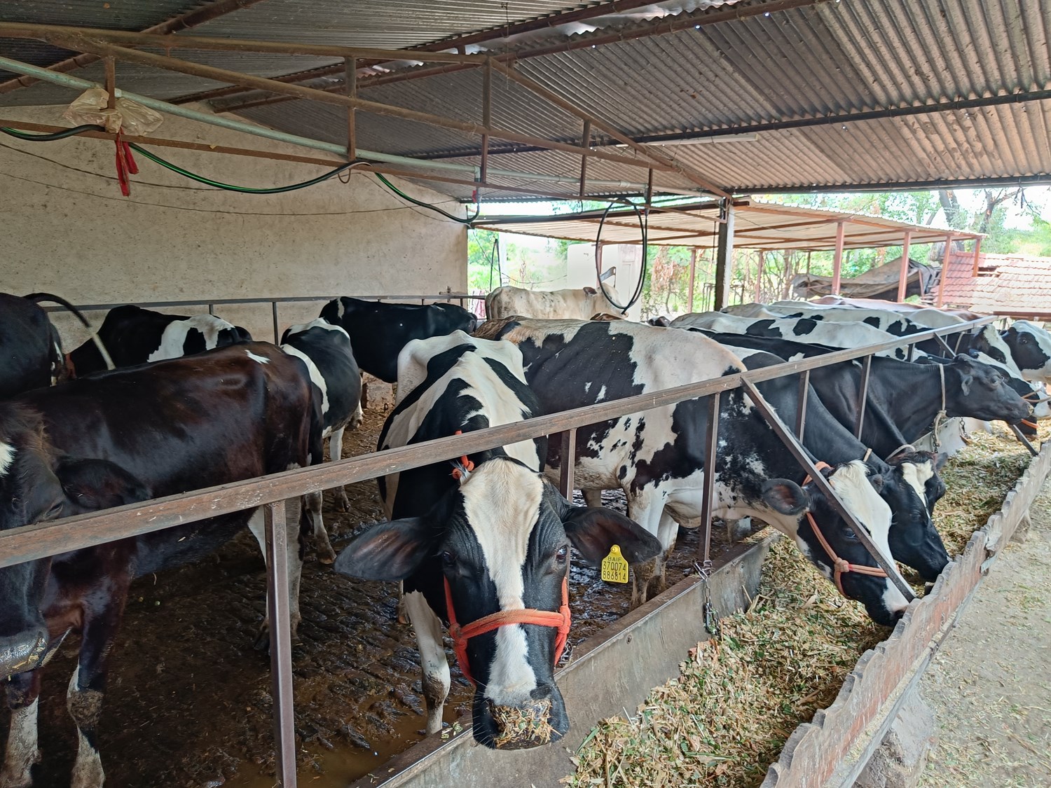 dairy cattle feed efficiency