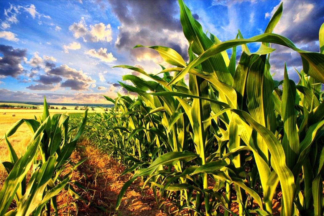 fodder crop for cattle