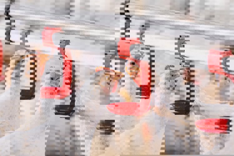 animal feed company in india