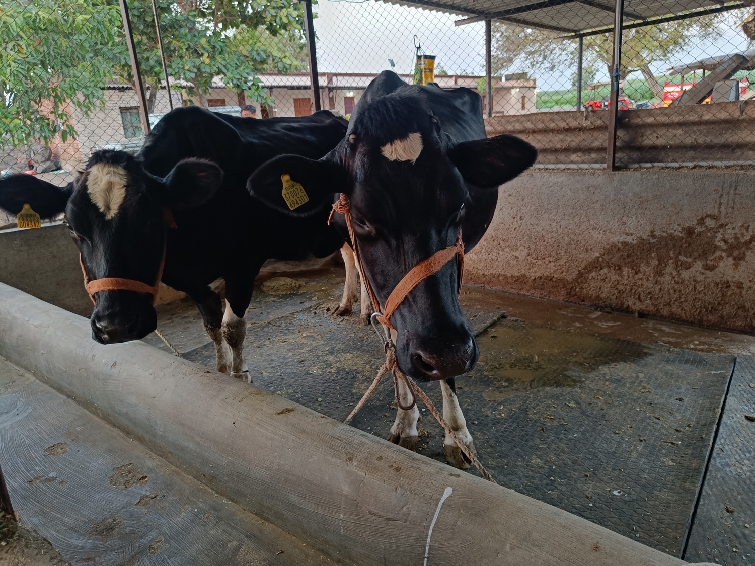 Dairy cattle nutrition