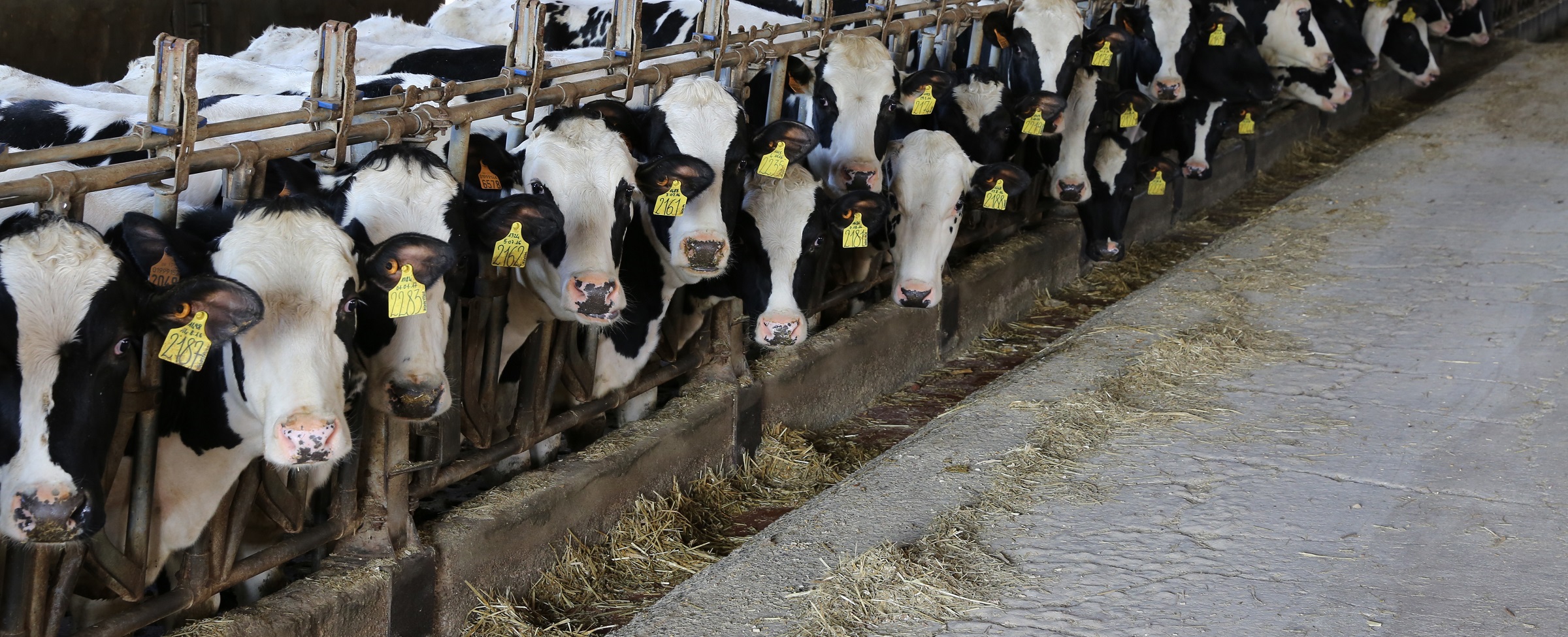 Calf and heifer feed management