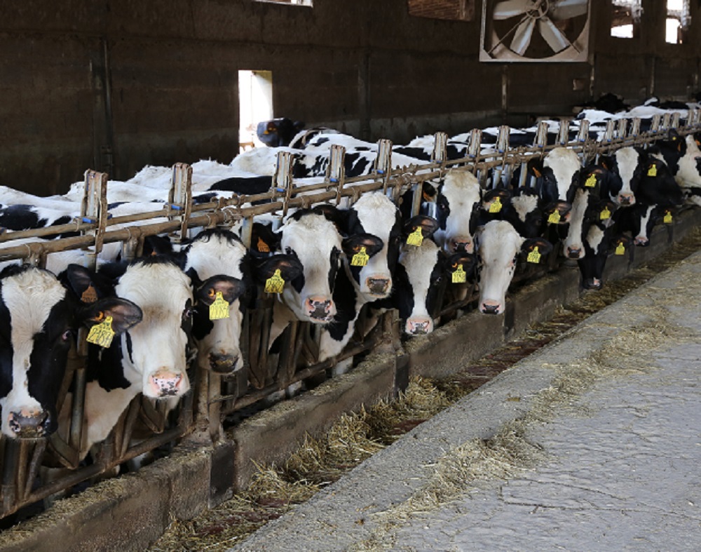 Heifer management towards first breeding Trouw Nutrition