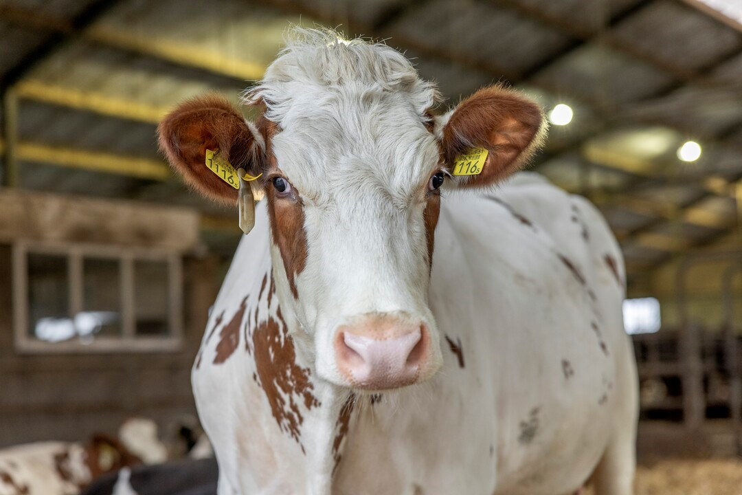 mycotoxins in dairy cattle