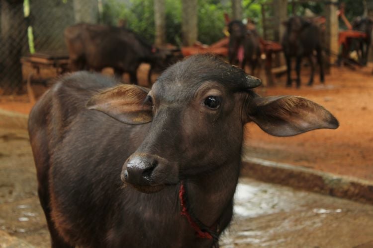 Dairy calf health