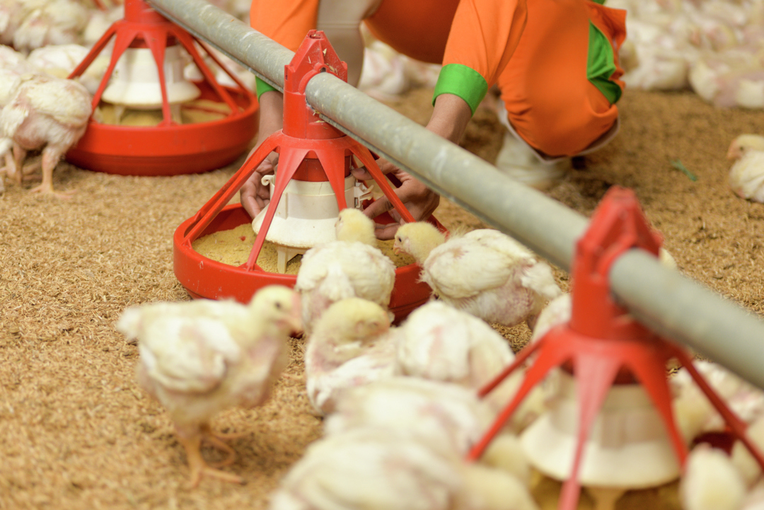 organic acid on poultry