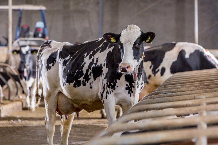healthy cow in a dairy farm