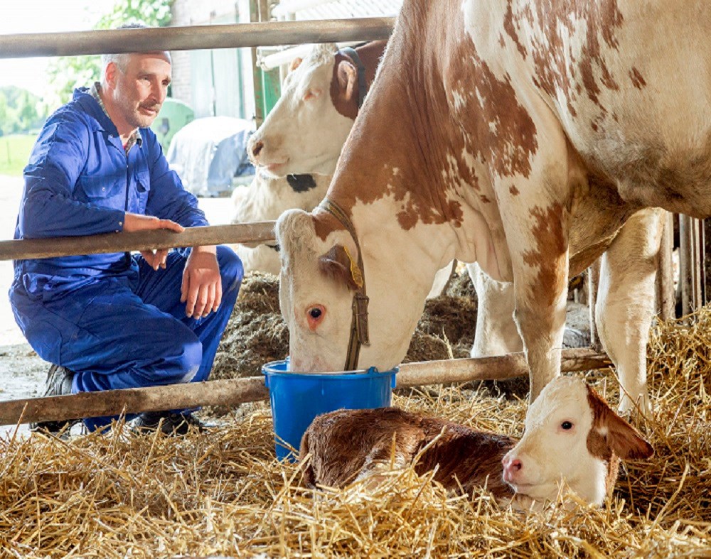 feeding the dairy cows