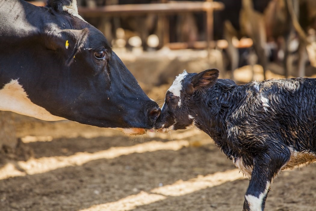 love of dairy cow and young calf