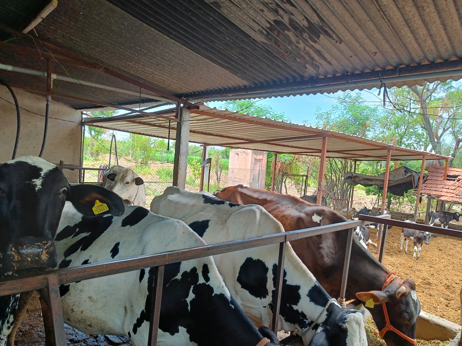 Dairy Farming