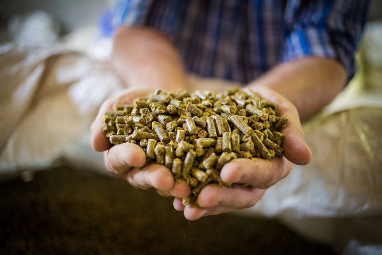 Dairy farmer holding a handful of small feed pellets 