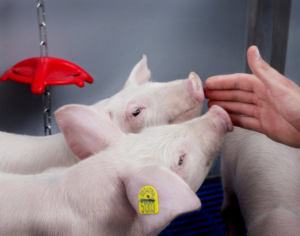 Getting the most from feed for high-performing piglets - Trouw Nutrition Getting the most from feed for high-performing piglets - Trouw Nutrition