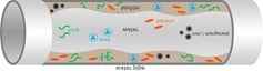 Pipeline water biofilm