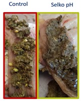 feed digestion with selko
