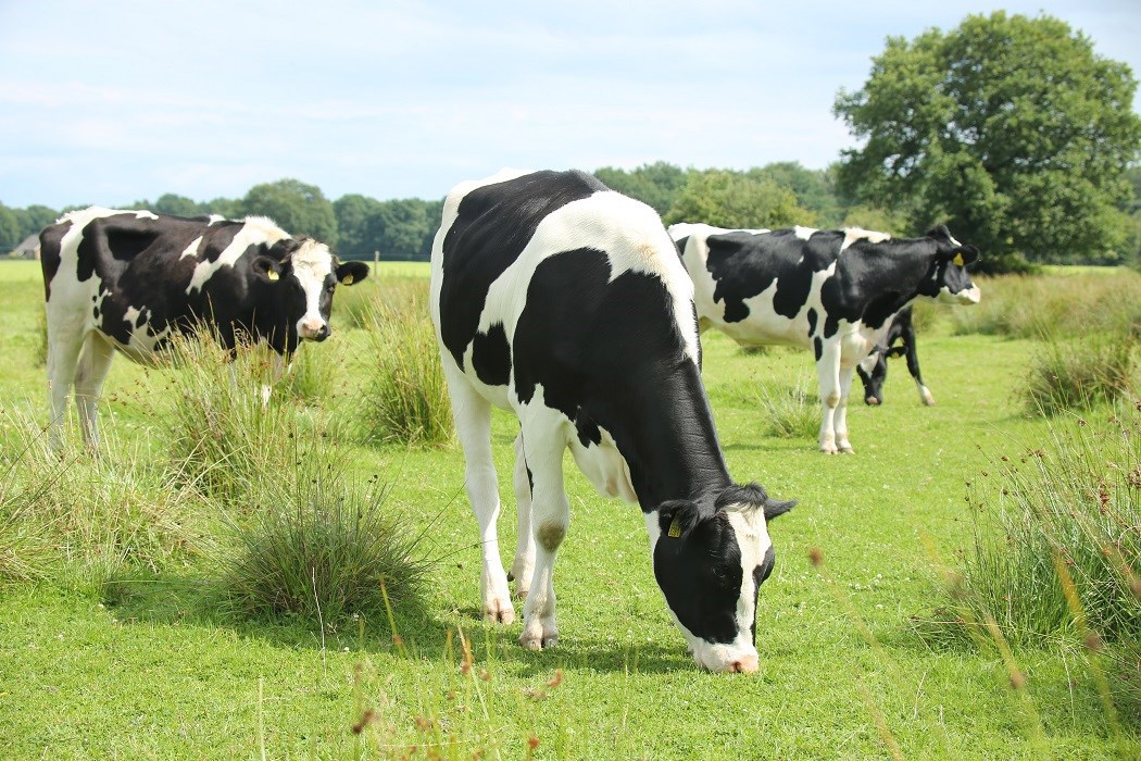 heifer diet with balanced nutrients