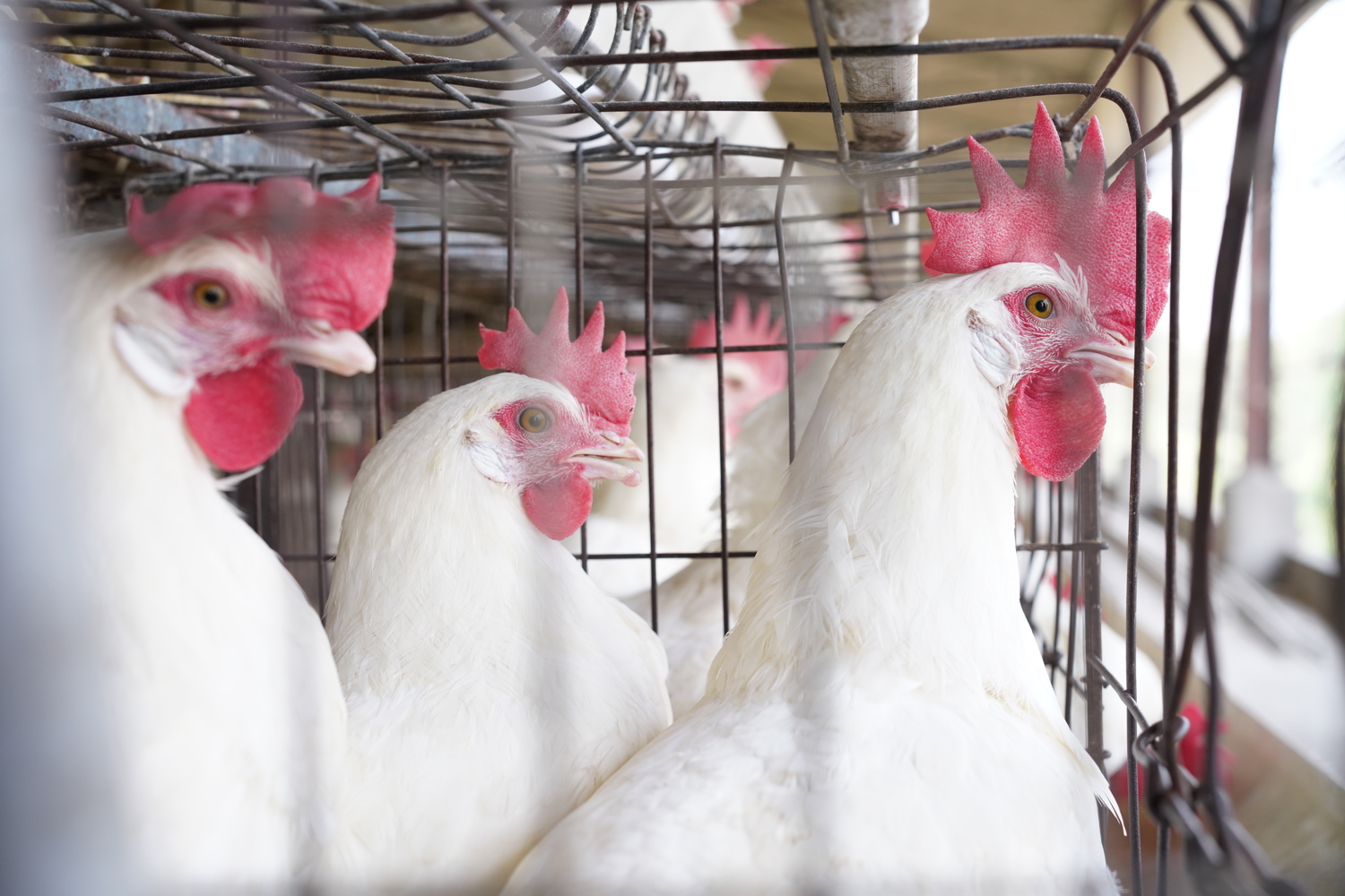poultry health