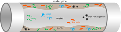 Pipeline water biofilm