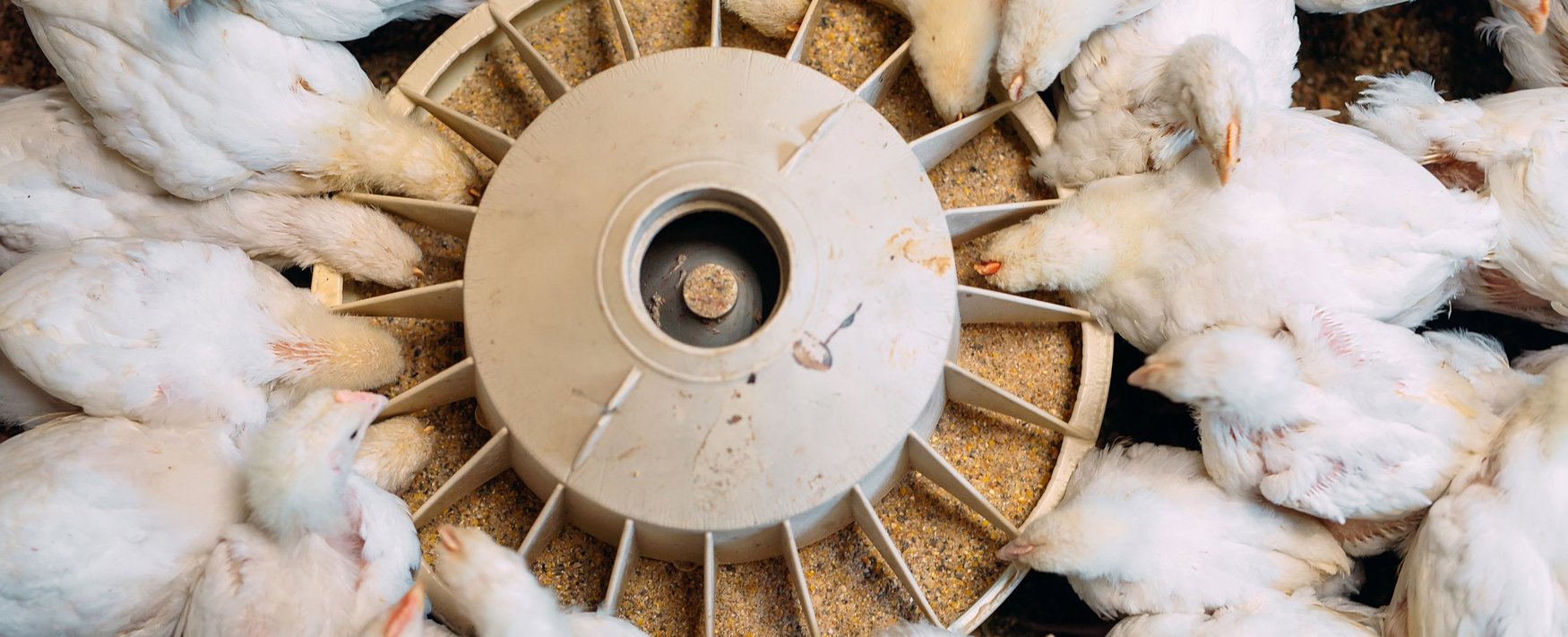 Improving Broiler Performance Trouw Nutrition