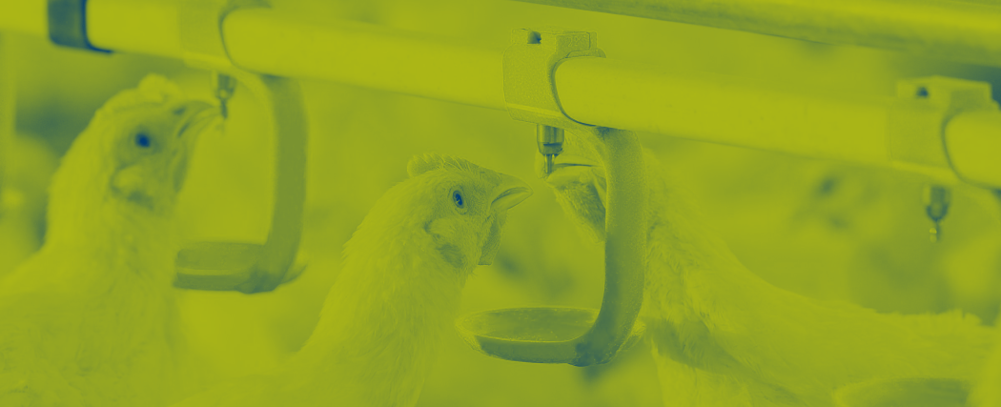 duotone image broilers