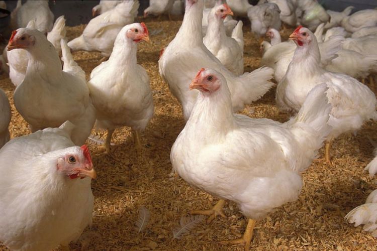 Poultry feed additives 