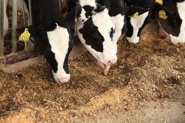 feeding system for young calves