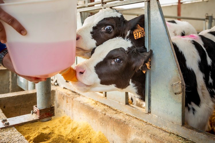 taking care of young calves