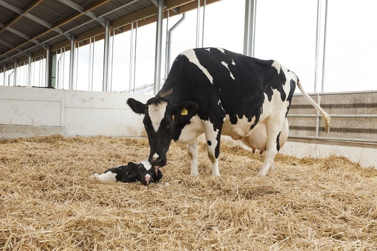 cow taking care of newborn calf