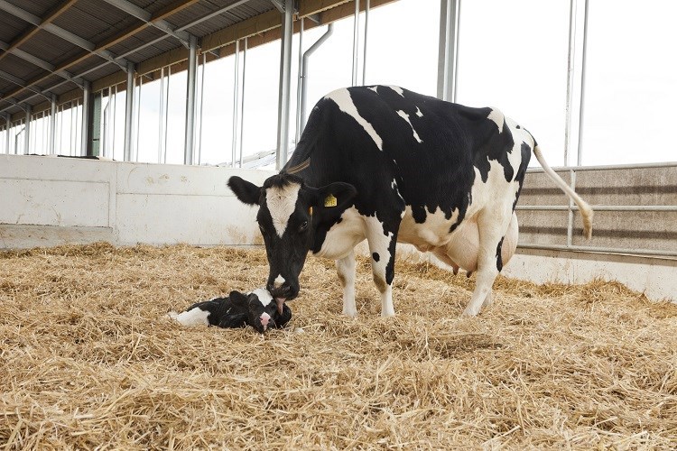 Heat stress in cattle