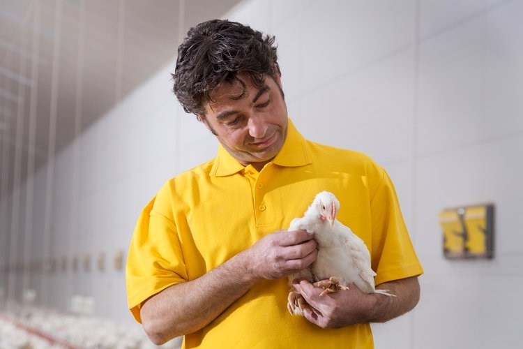 Broiler chicken care and management