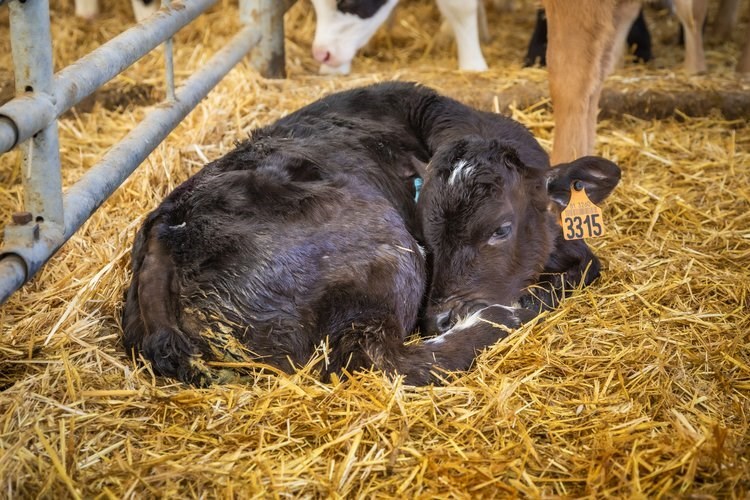 calf deaths due to diarrhoea