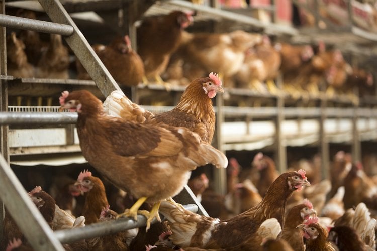 Mycotoxin in poultry