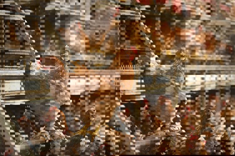 layers in cages
