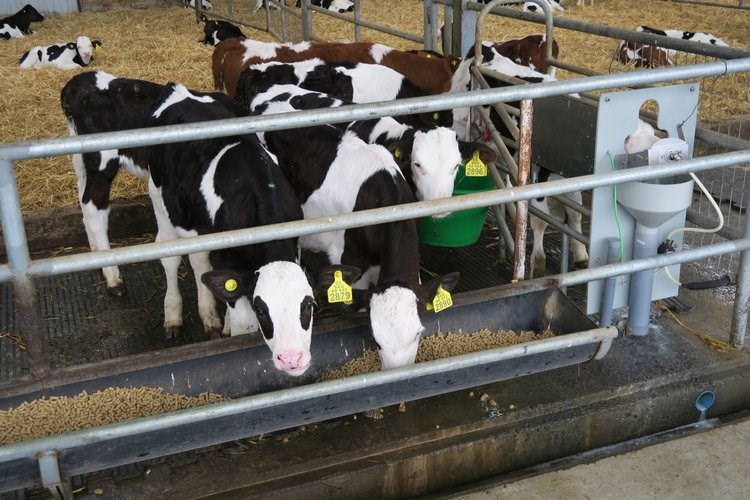 nutrition management after weaning