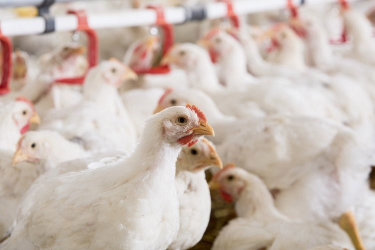 poultry birds