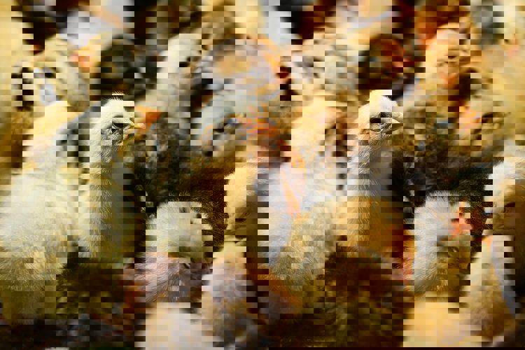 Layers health