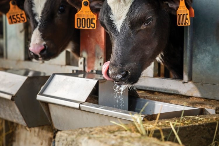 Dairy cow nutrition before and after weaning