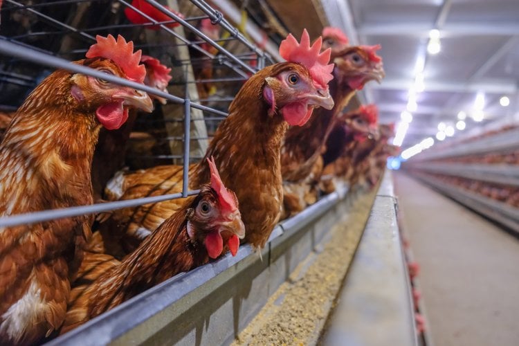 hens in cage system