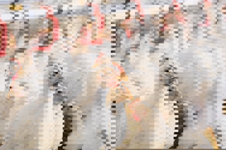 healthy broiler flock in the farm