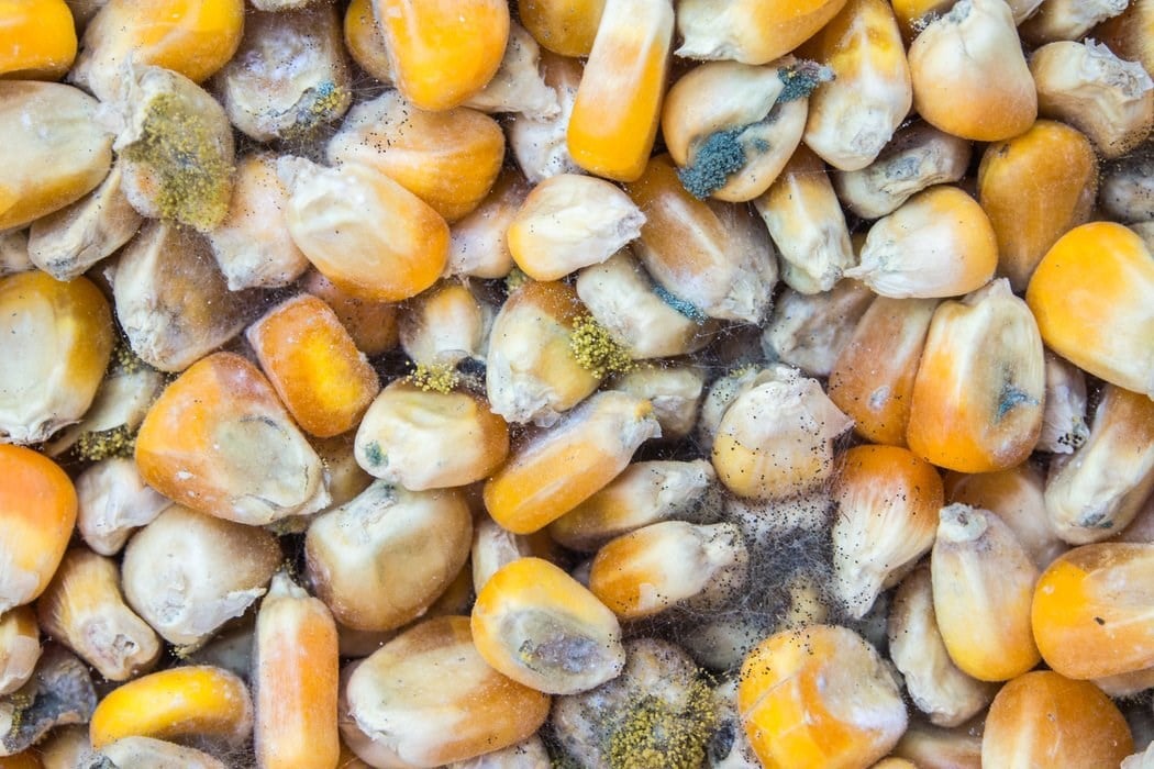 Mycotoxin risk