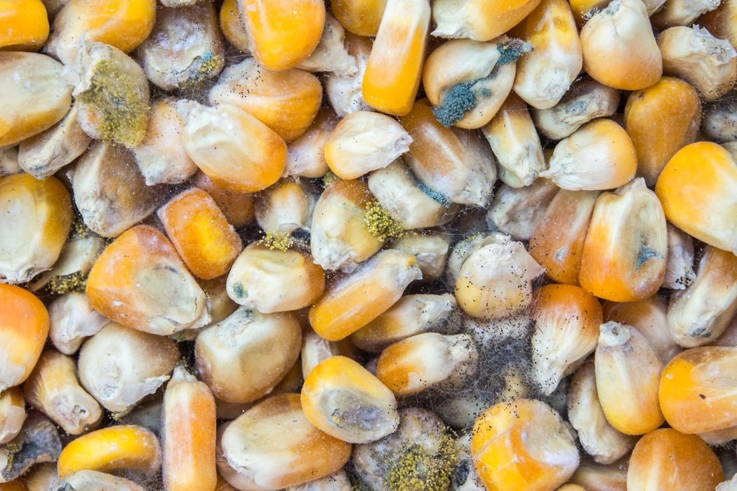 Mycotoxin risk