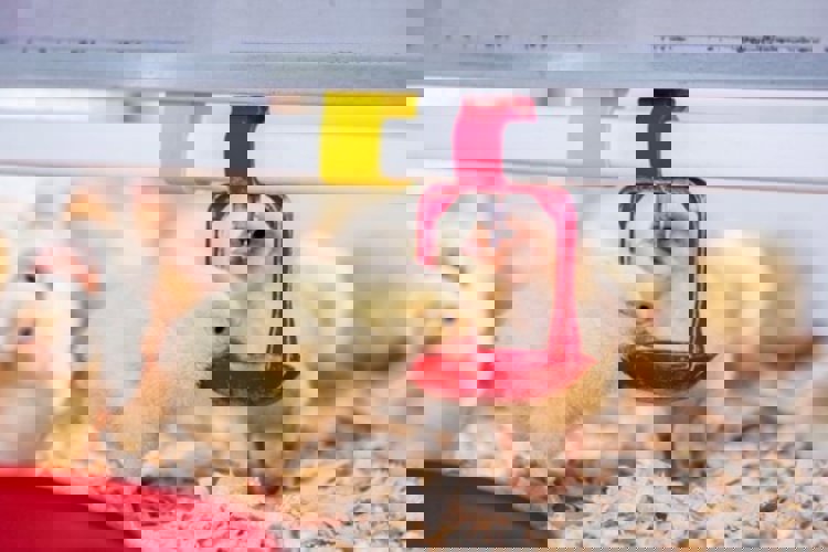 Broiler chicks drinking water