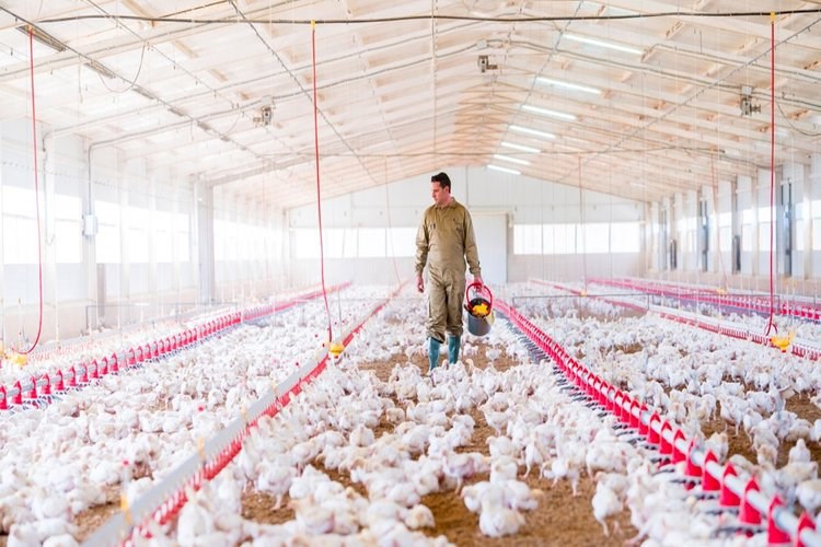 Improving broiler performance Trouw Nutrition