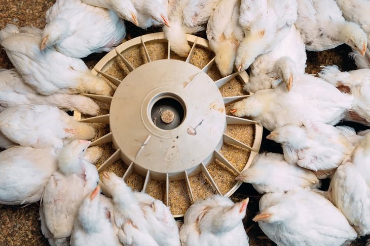 Poultry Feed Additives