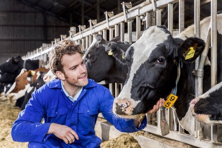 How To Prevent Bovine Respiratory Disease In Cattle - A Comprehensive Guide To Cattle Health 2 Dairy cow health - Trouw Nutrition