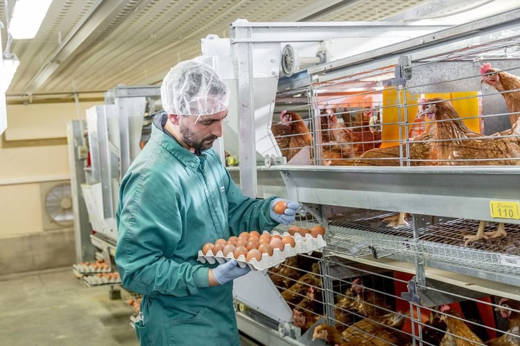 egg production in India