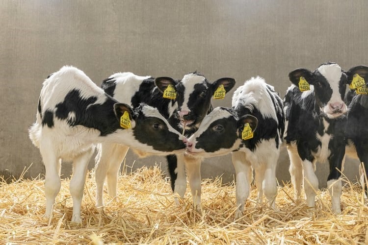 young calves care and management