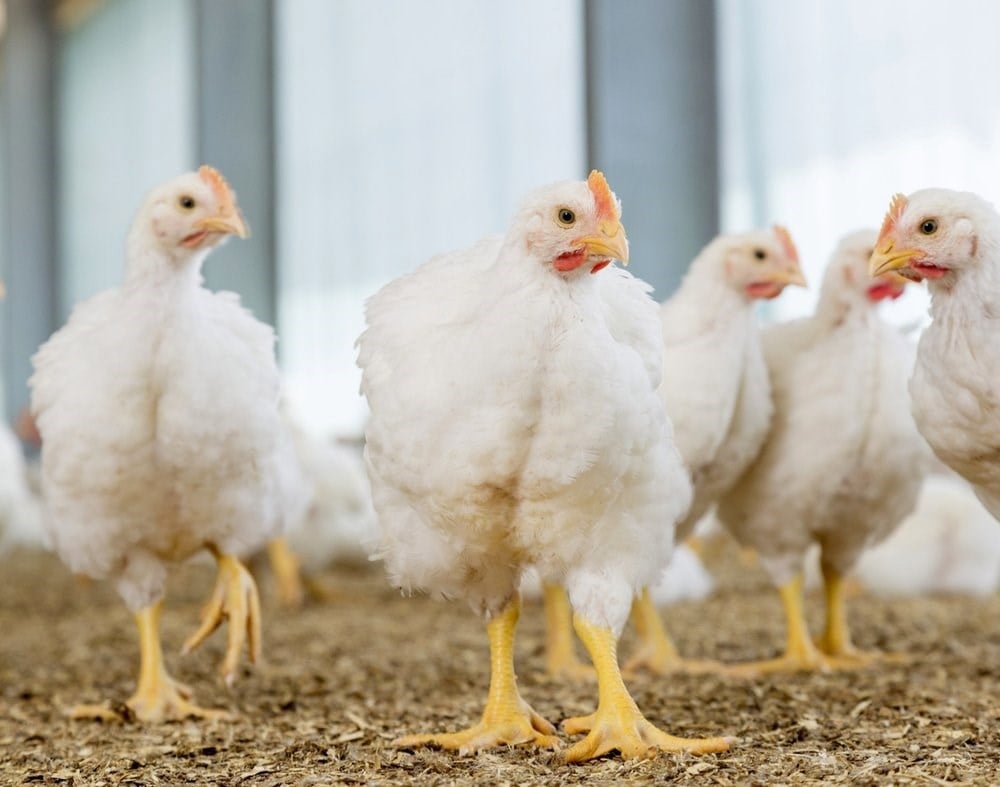 Animal Nutrition Company in India