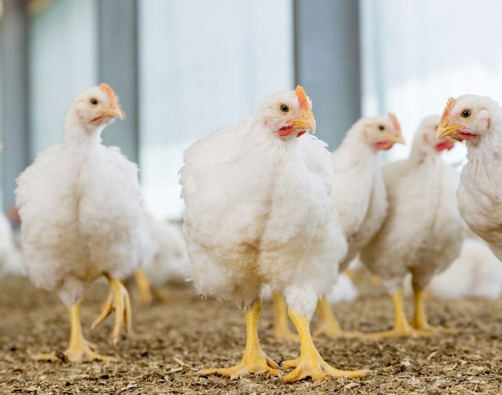 Animal Nutrition Company in India